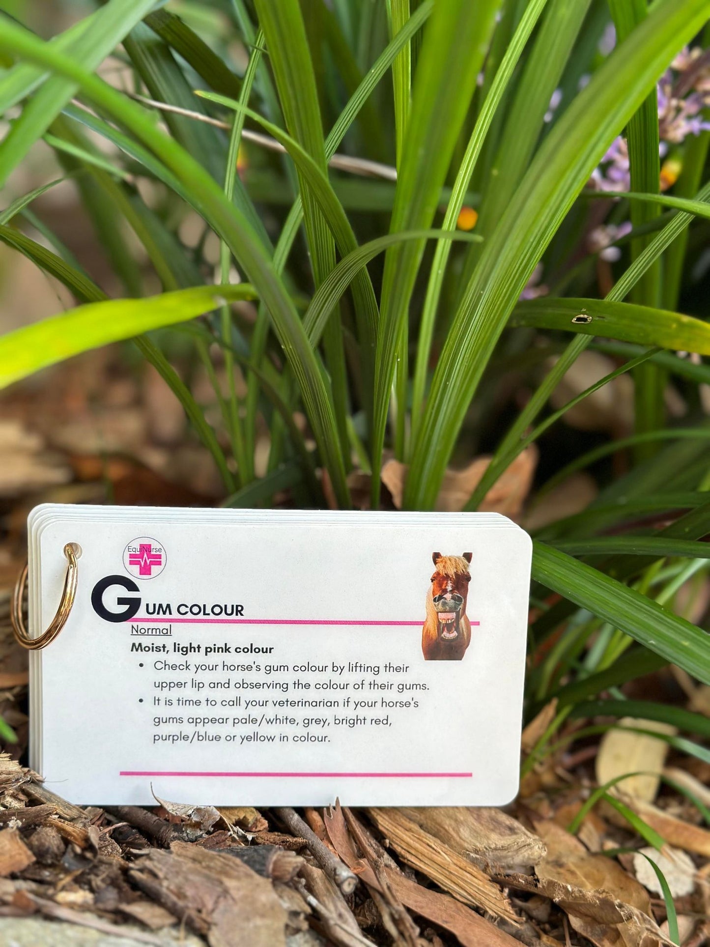 Equine vital sign key-ring card set